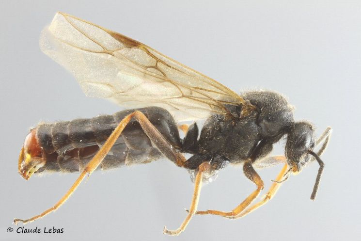 male Formica pratensis