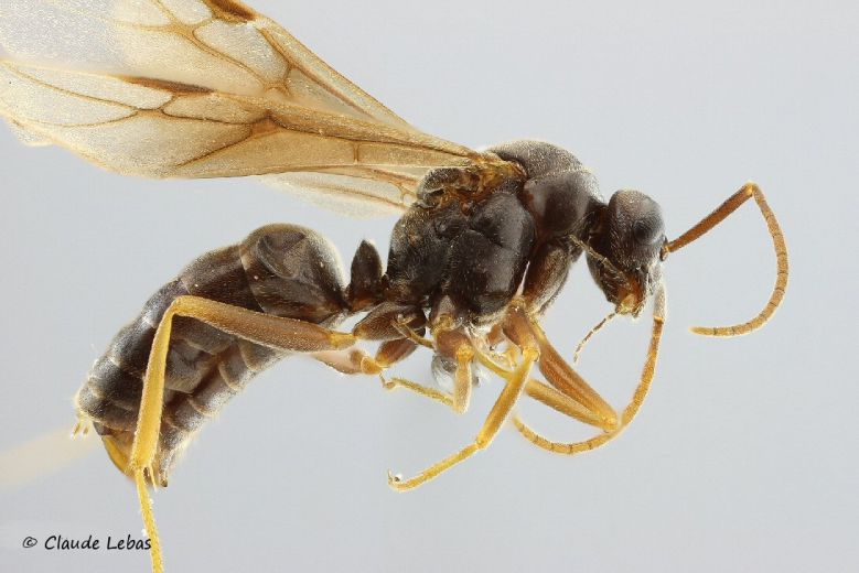 mâle Formica sanguinea