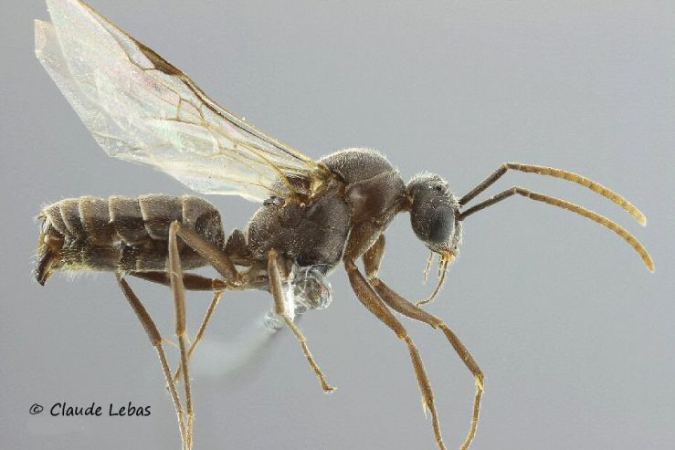 mâle Formica subrufa