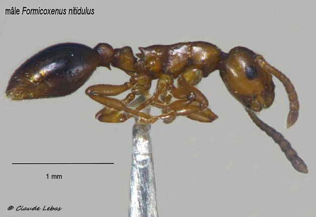 mâle Formicoxenus nitidulus