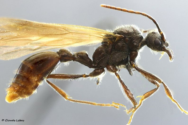male Manica rubida