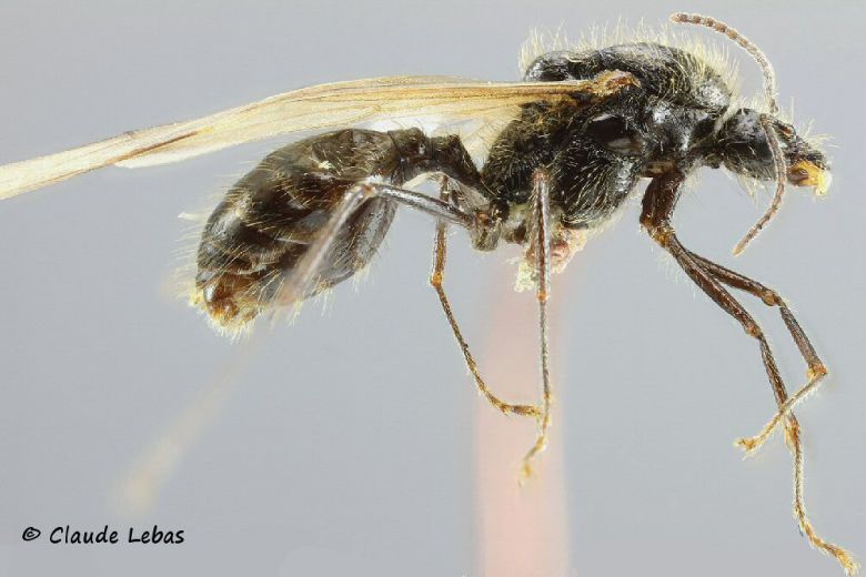 mâle Messor barbarus