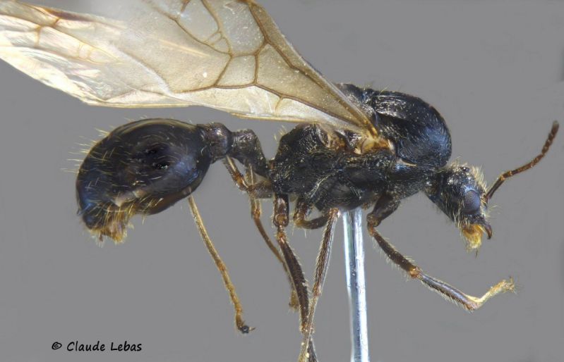 male Messor structor