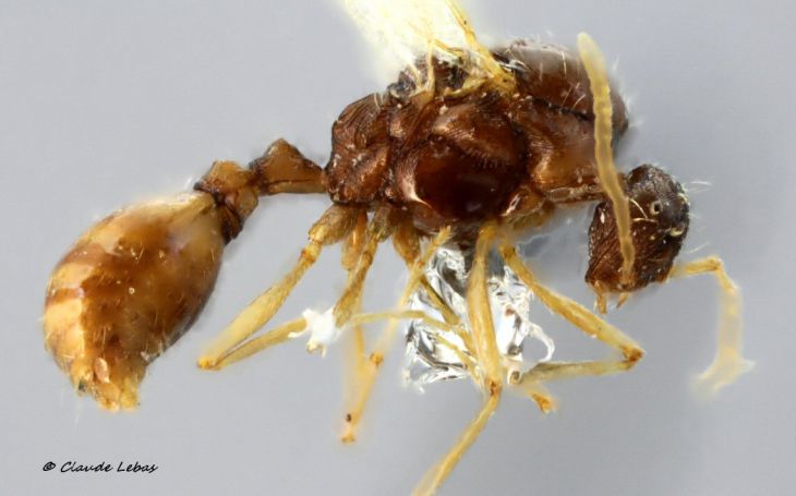 male Strongylognathus testaceus