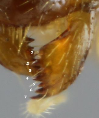 mandibule avec 7 dents