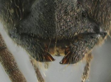 uniquement une dent apicale à la mandibule