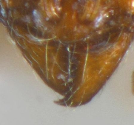 mandibules de 8 dents de Stenama striatulum