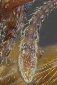 massue de l"antenne Myrmica aloba