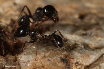 fourmi   Messor wasmanni