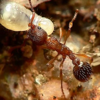 fourmi  Myrmica ruginodis