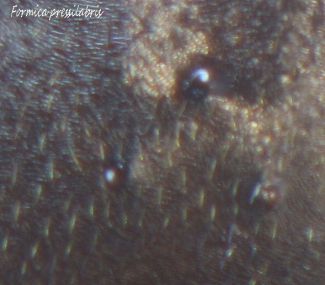 ocelles Formica pressilabris