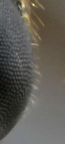 oeil poilu d‘un mâle Coptoformica exsecta