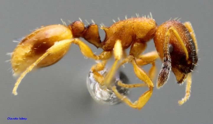 ouvriere Temnothorax interruptus