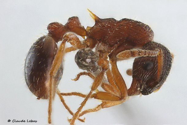 ouvriere Myrmica spinosior