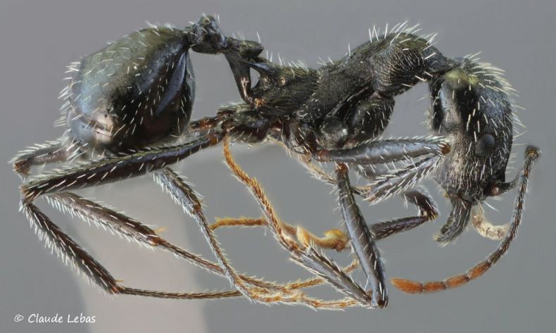 ouvrière Aphaenogaster corsica