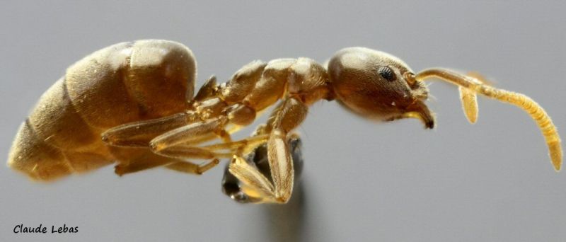 Bothriomyrmex corsicus