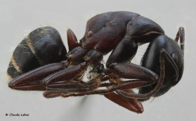 ouvrire Camponotus fallax