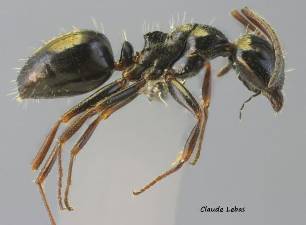 ouvriere Camponotus piceus