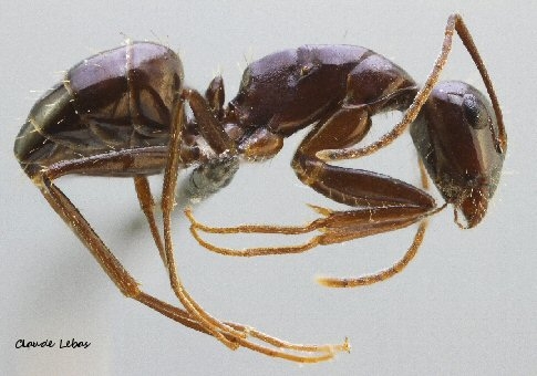 ouvrière Camponotus universitatis