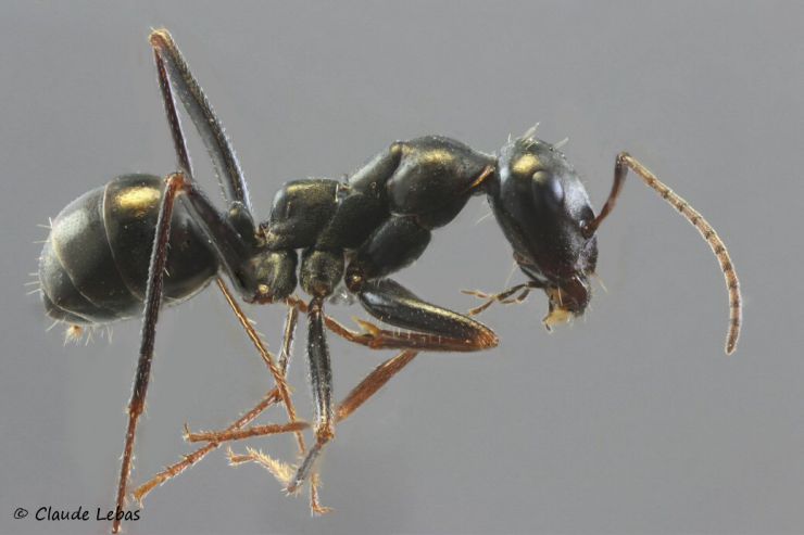 ouvriere Cataglyphis piliscapus