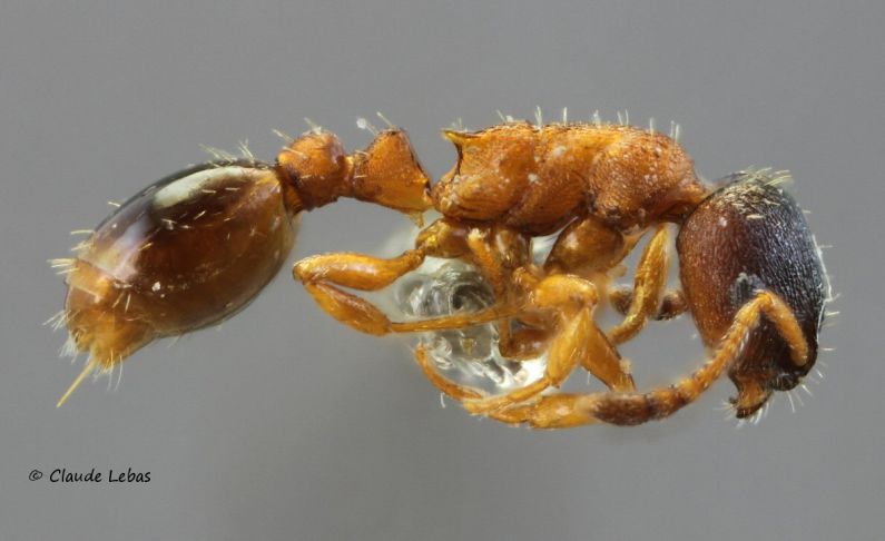 ouvriere Leptothorax gredleri