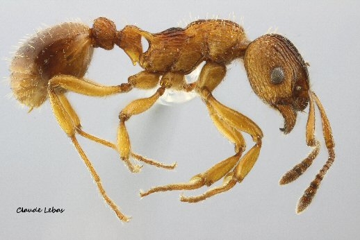 ouvriere Myrmica sabuleti