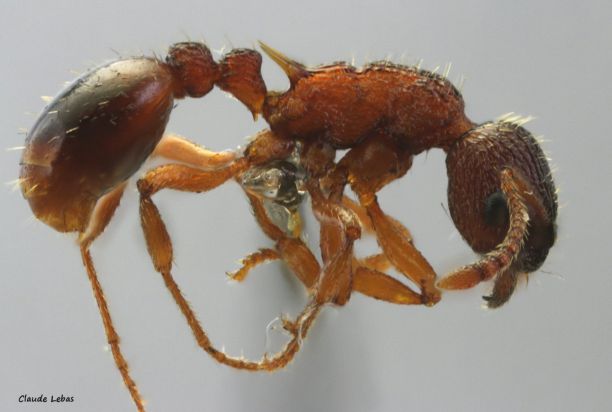 ouvriere Myrmica scabrinodis