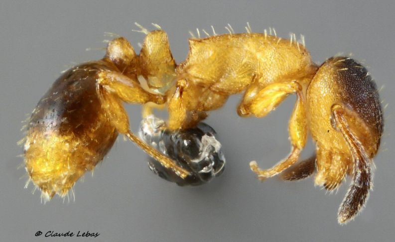 ouvriere Myrmoxenus ravouxi