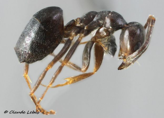 ouvriere Tapinoma erraticum