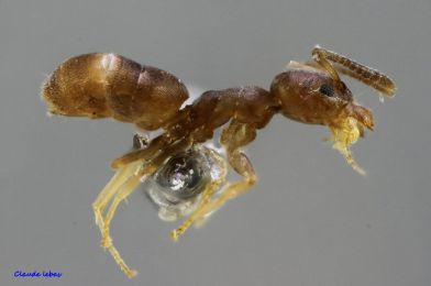 ouvriere Tapinoma pygmaeum