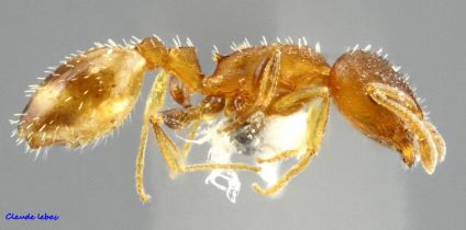 ouvriere Temnothorax aveli