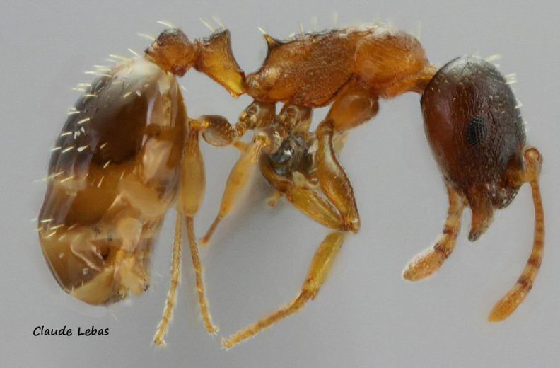 ouvriere Temnothorax gredosi