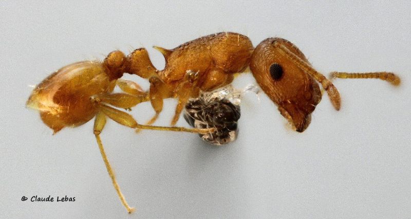 ouvriere  Temnothorax tristis