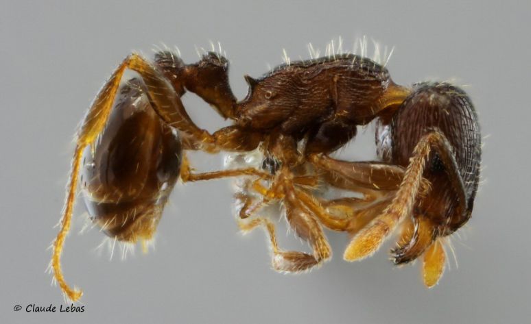 ouvriere Tetramorium brevicorne