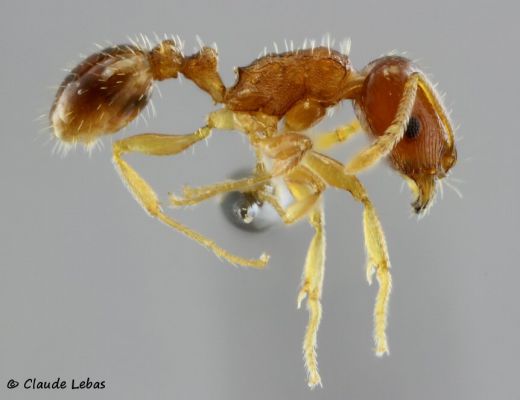 ouvriere Tetramorium semilaeve
