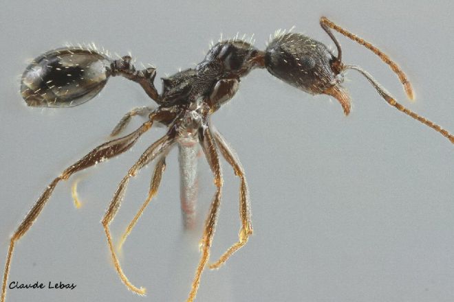 ouvriere Aphaenogaster gibbosa