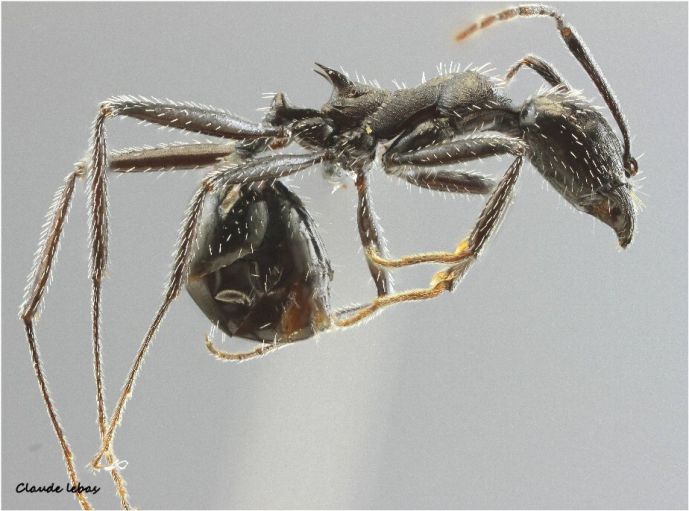 ouvriere Aphaenogaster spinosa