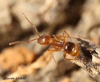 Aphaenogaster subterranea