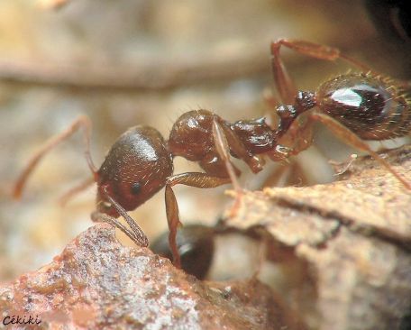 fourmi Aphaenogaster subterranea