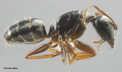 ouvriere Camponotus fallax