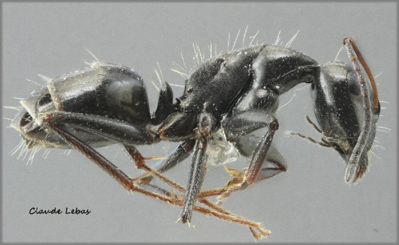 major Camponotus gestroi