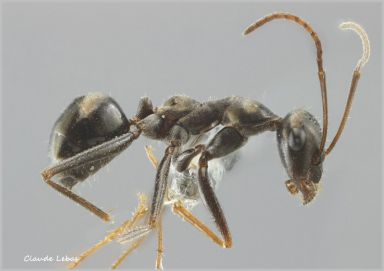 ouvriere Cataglyphis cursor 