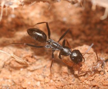 fourmi Cataglyphis cursor 