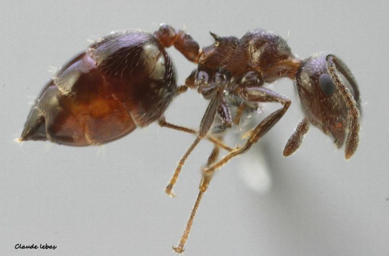 ouvriere  Crematogaster auberti