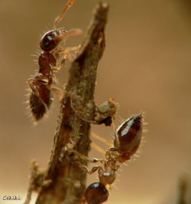 fourmis Crematogaster sordidula