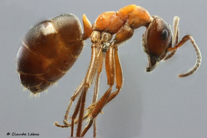 ouvriere Formica exsecta