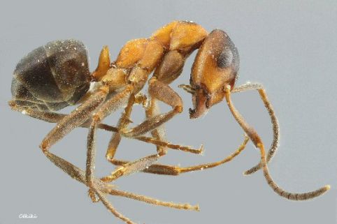 ouvriere Formica foreli