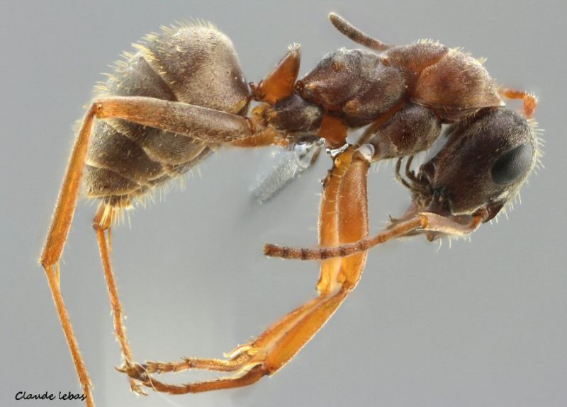 ouvriere Formica fuscocinerea