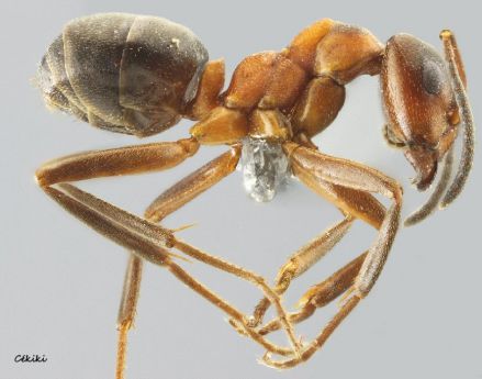 ouvriere Formica pressilabris