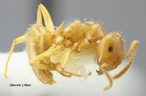 ouvriere Lasius citrinus